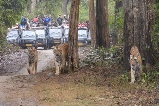 CORBETT PARKS DHIKALA ZONE