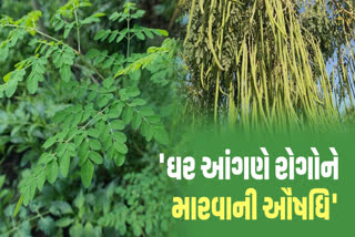 સરગવાની શિંગ સહિત સરગવાનું વૃક્ષ કેટલા રોગો માટે ઉપયોગી છે