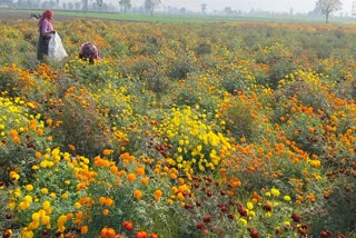 Flower Farming In Haryana