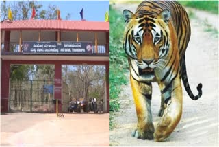 TIGER DIES IN TYAVAREKOPPA