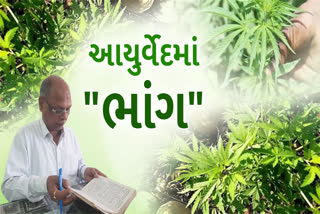 ભાંગ દવા કે નશા તરીકે કેવી છેઆયુર્વેદ કોલેજના દ્રવ્યગુણના પ્રાધ્યાપકે શુું કહ્યું