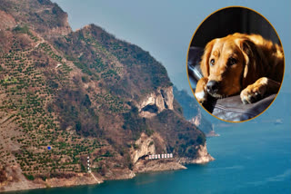 The photograph of "puppy mountain" in China