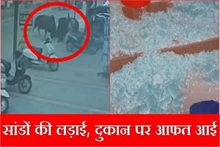 Fighting between stray bulls in Sirsa glass gate broken shopkeeper injured CCTV surfaced