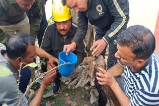 RESCUE OF EAGLE IN ROORKEE