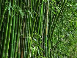 Bamboo socks industry in Assam