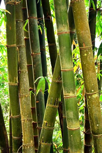 Bamboo socks industry in Assam