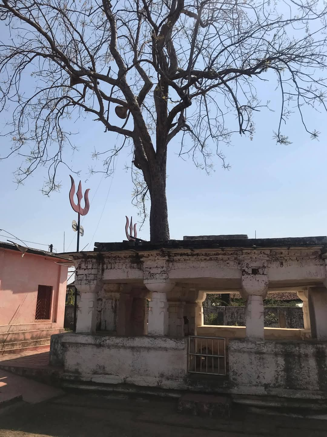 temple roof tree not found root