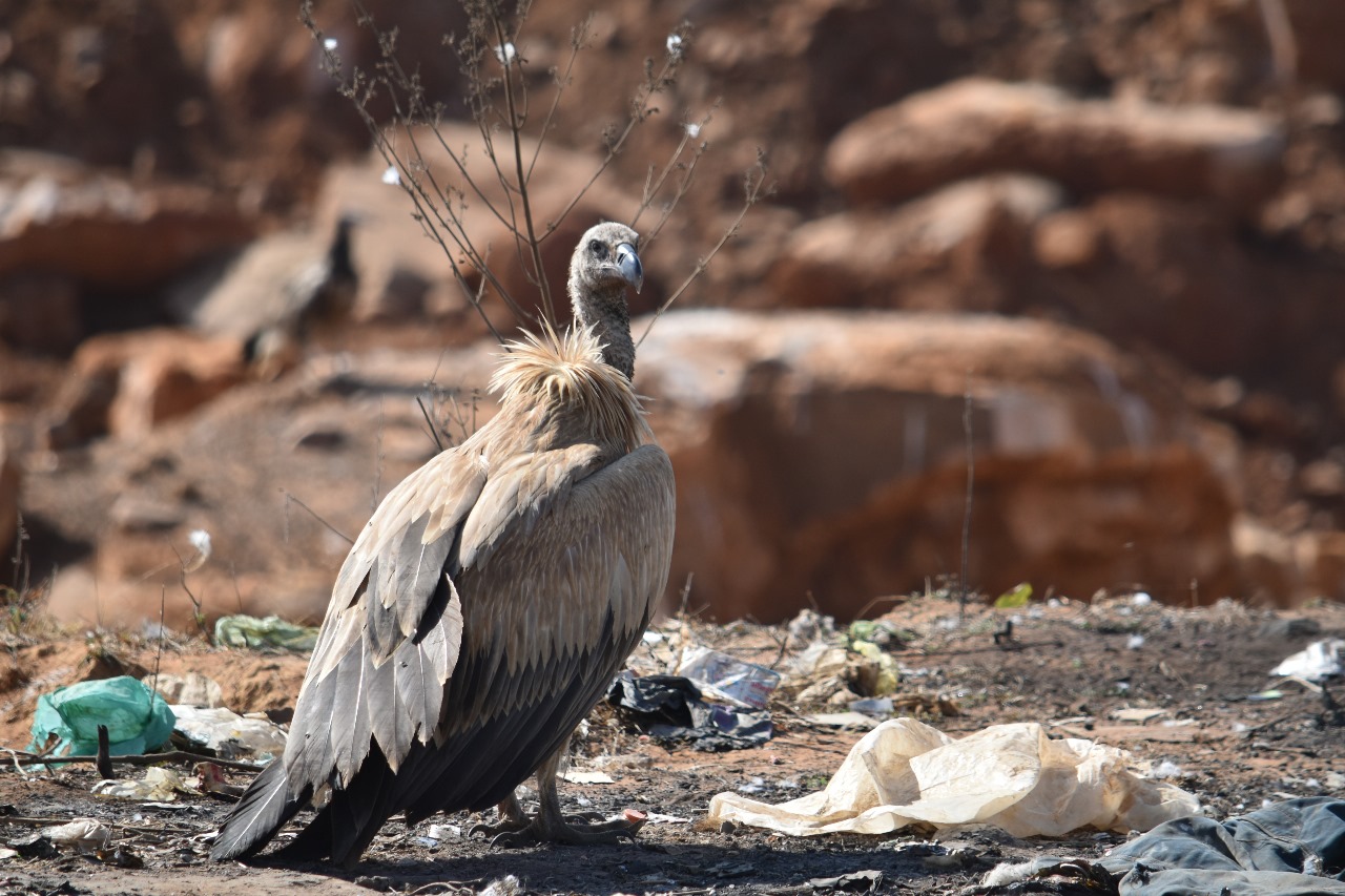 Vidisha vultures Increase