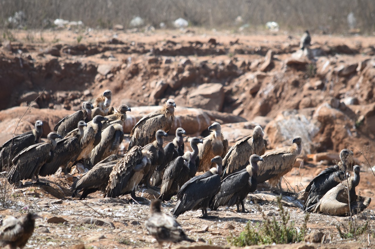 Vidisha Vulture Conservation Park