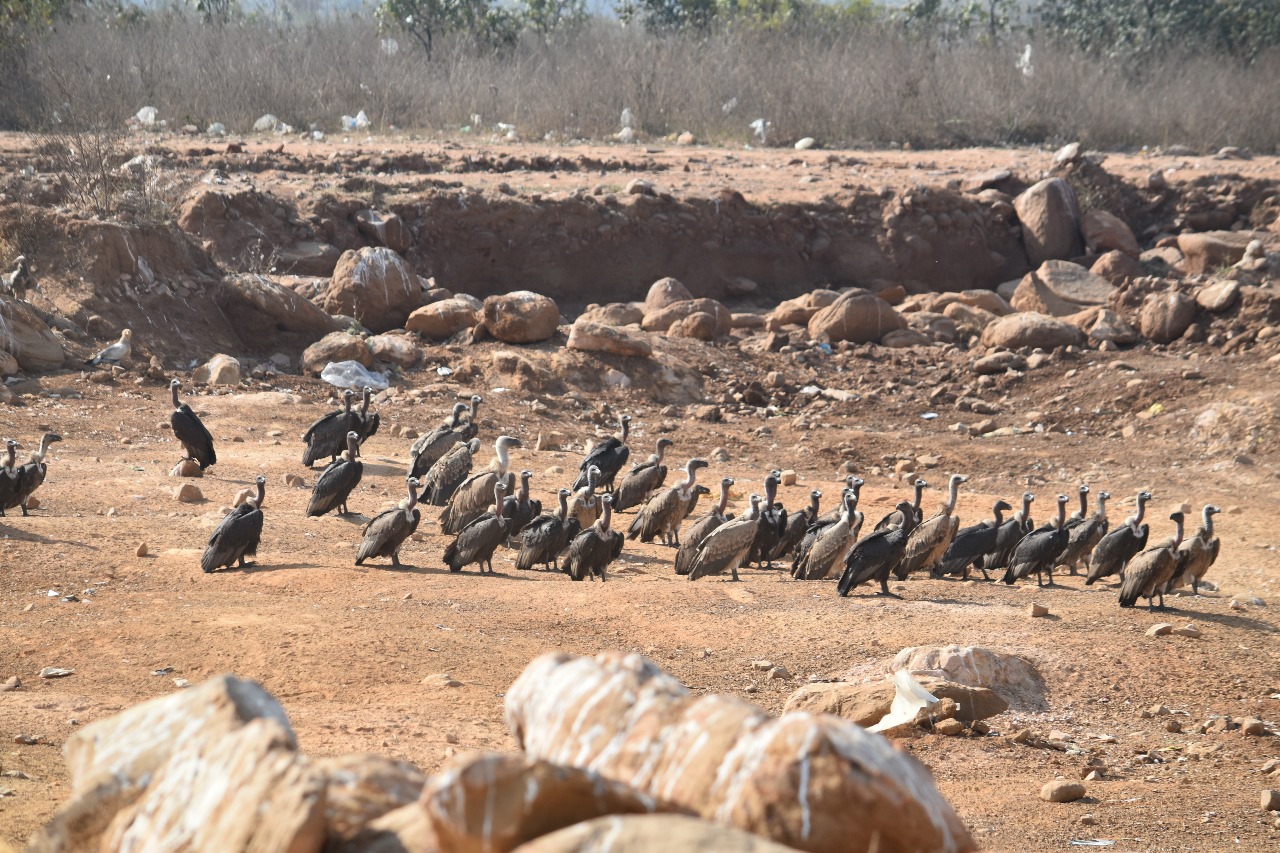 Vidisha Vulture Conservation Park