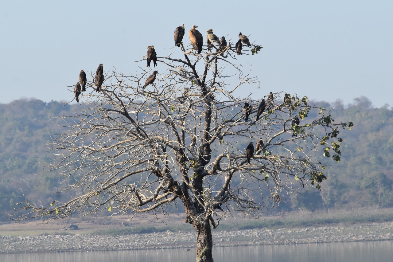 597 vultures found in Vidisha