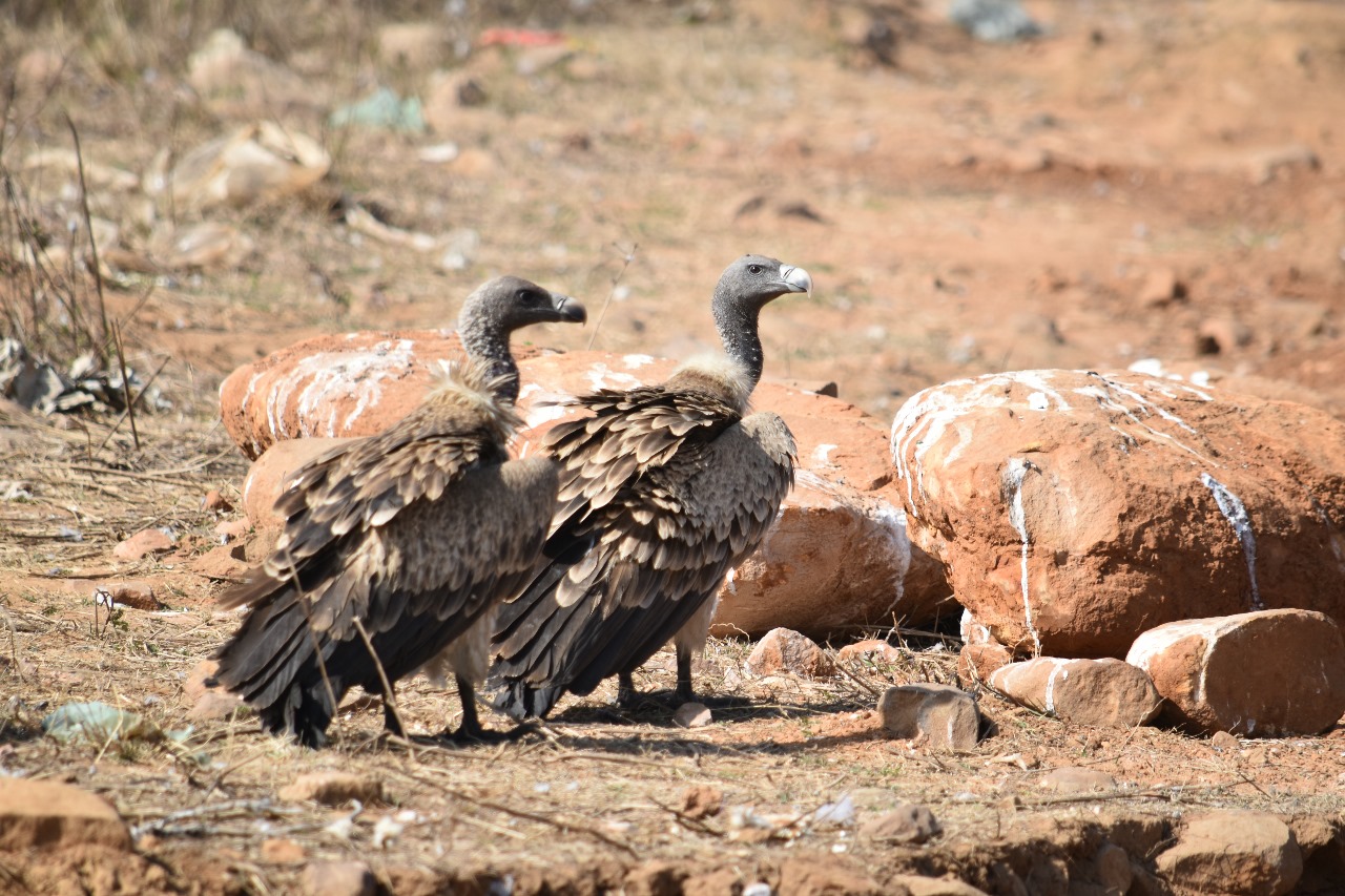 597 vultures found in Vidisha