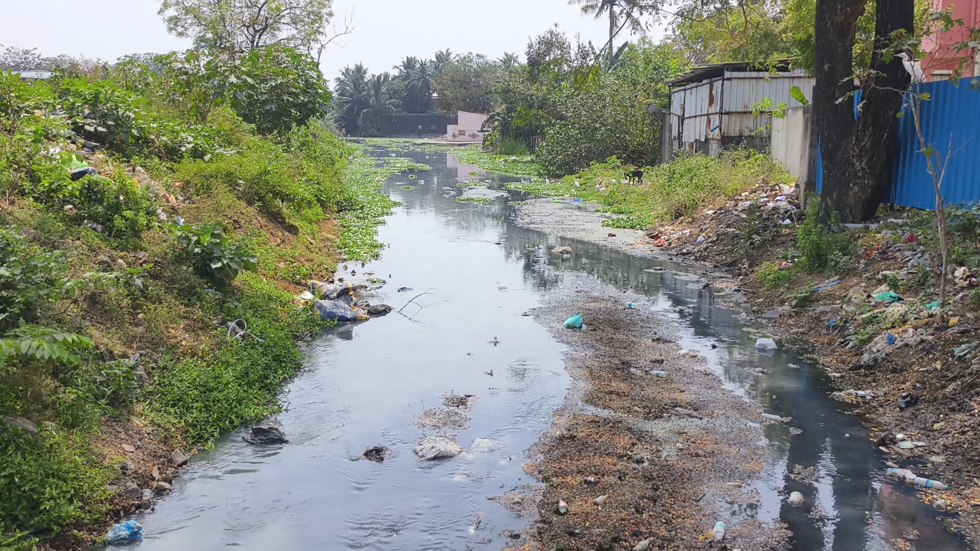 கால்வாயில் கழிவு நீர்