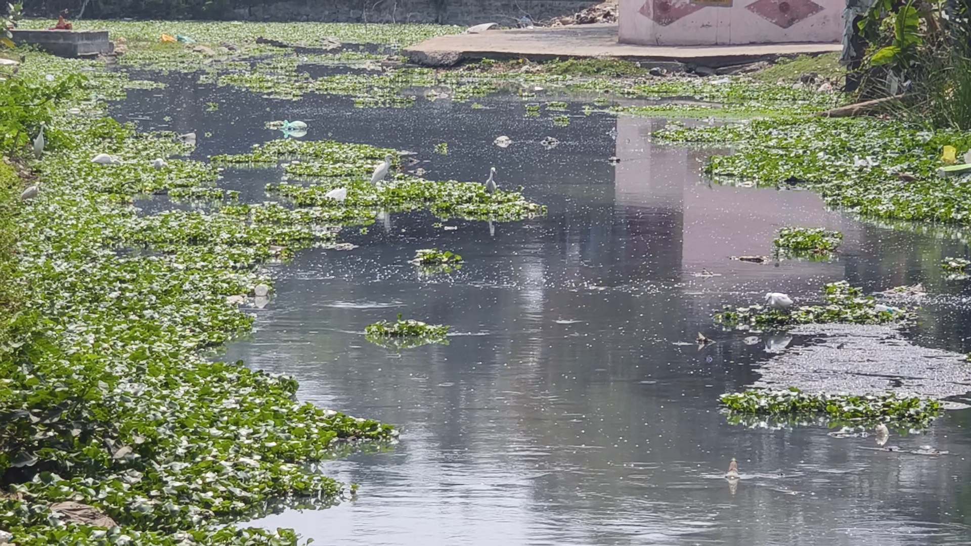 கால்வாயில் கழிவு நீர்