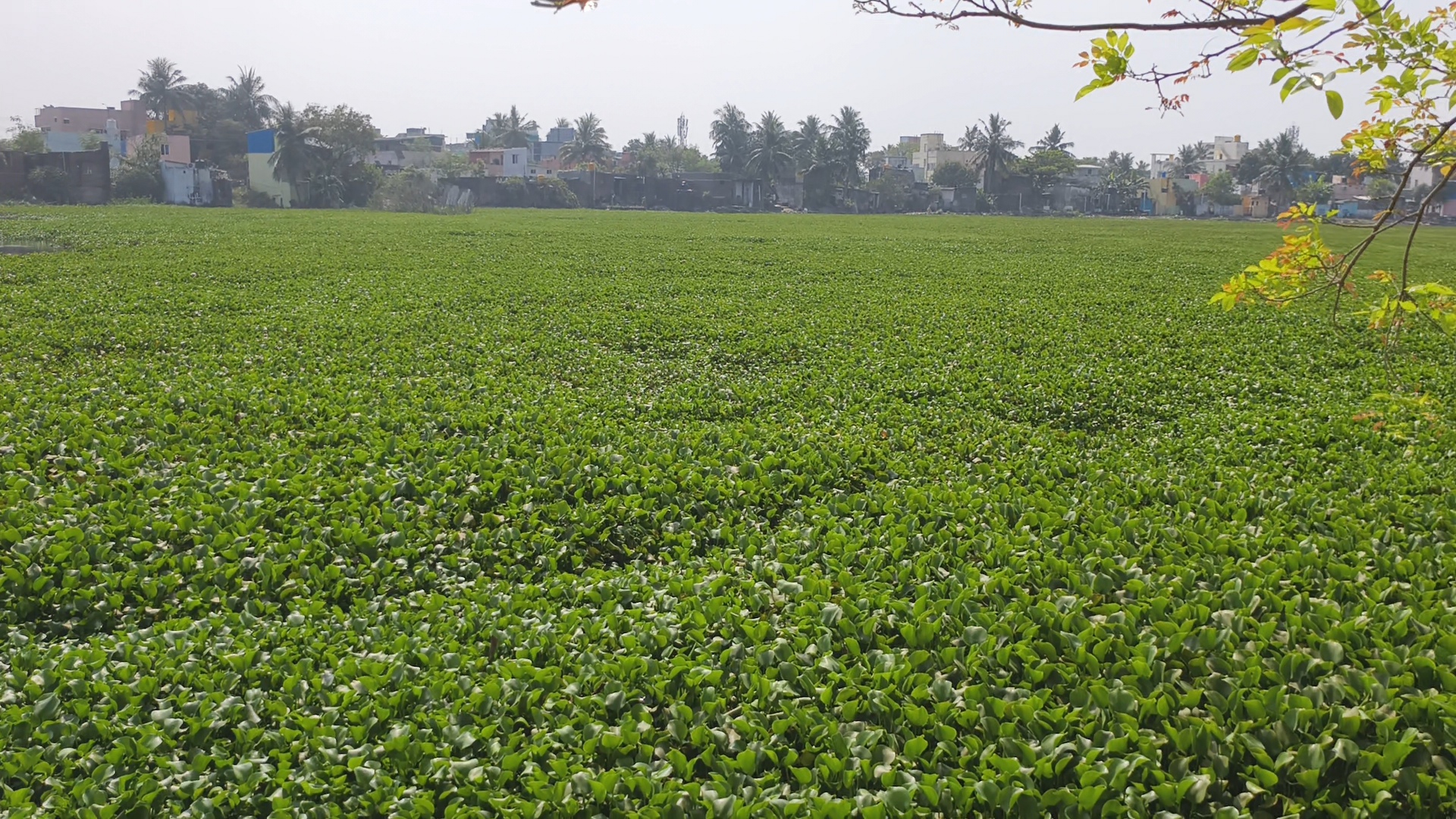 ஆகாய தாமரை பெருகி காணப்படும் ஏரி