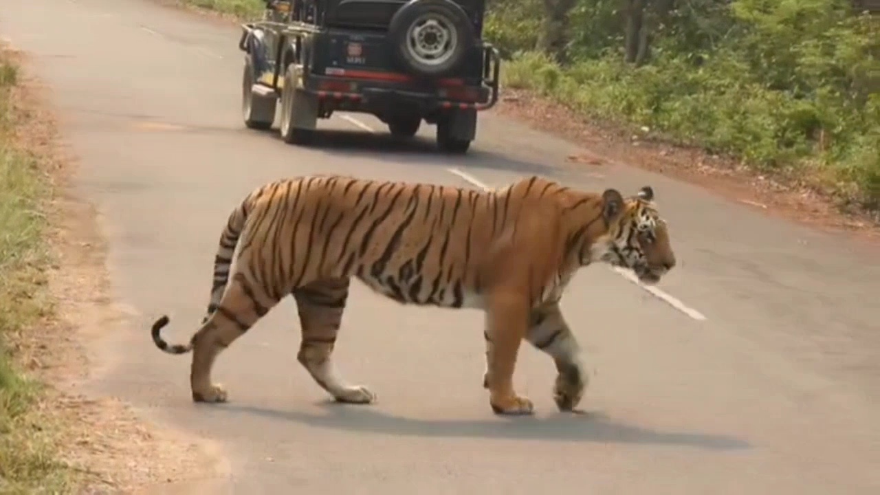 Corbett Parks Dhikala zone