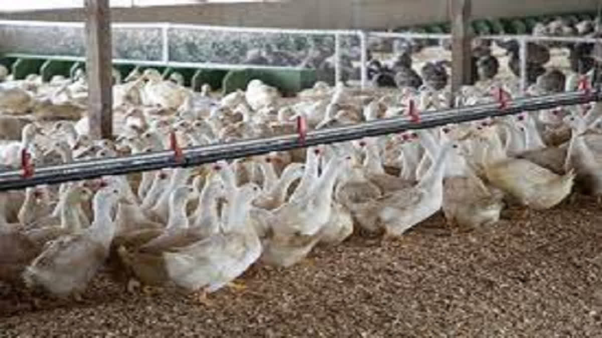 Vietnam sees one avian flu death