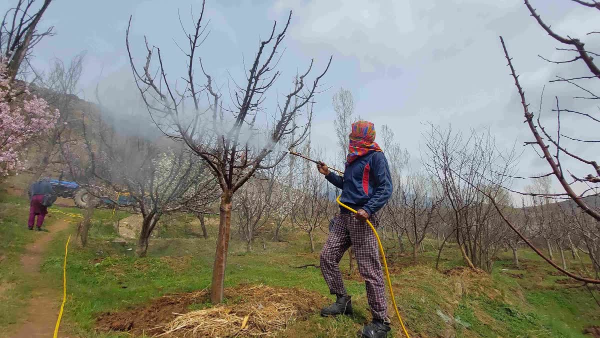 خوشگوار موسم کے ساتھ ہی گاندربل کے میوہ باغوں میں چہل پہل