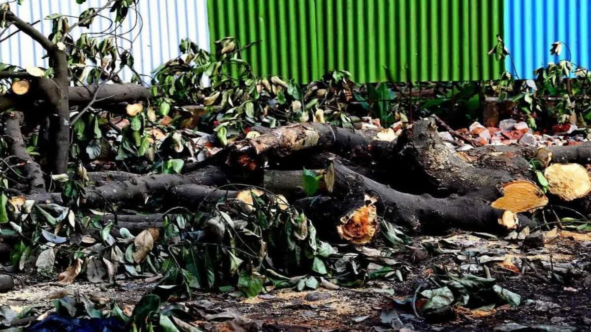 Mumbai lost over 21 thousand trees in 6 years due to Metro and various Road Projects
