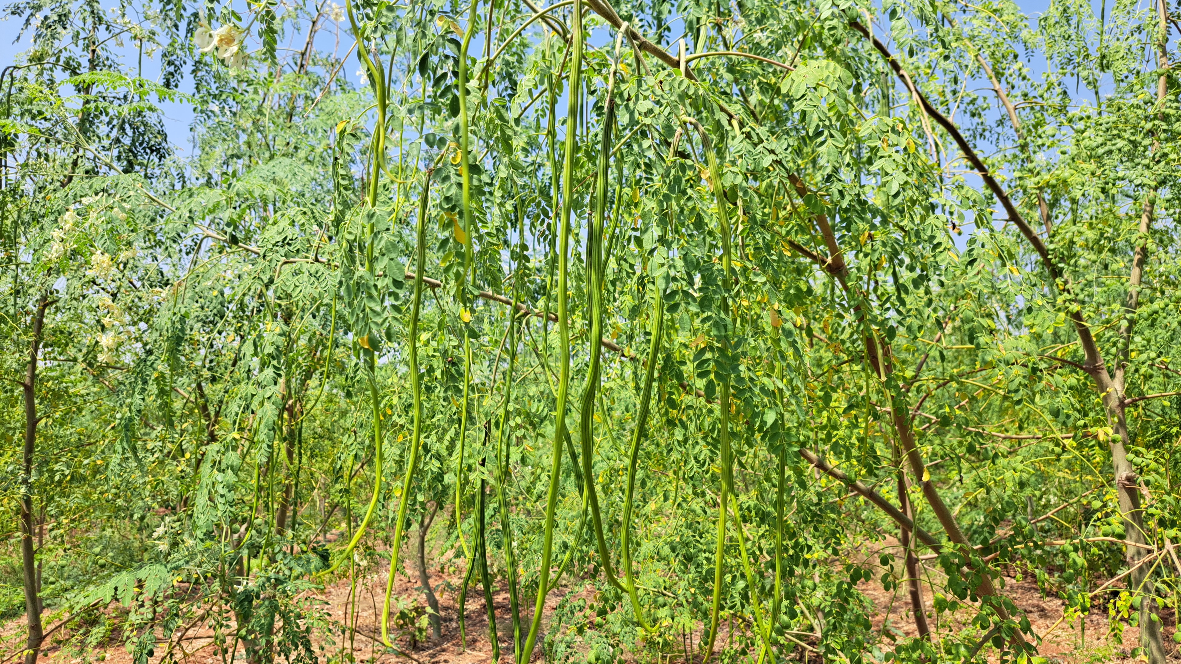 Drum Stick Farm