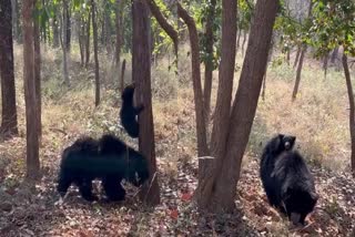 SATPURA TIGER RESERVE NARMADAPURAM