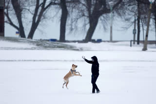 Humans frequently spread viruses to wild and domestic animals