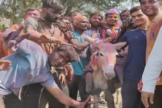Son In Laws Donkey Ride On Holi