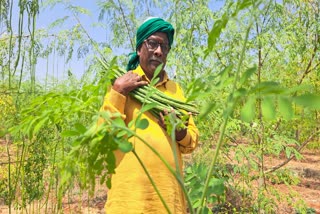 Haveri farmer grows 3000 drumstick plants on 4 acres of land and harvests a quintal daily