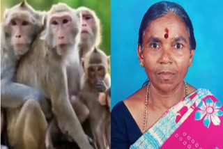 elderly-woman-dies-by-kyasanur-forest-disease-in-chikkamagaluru