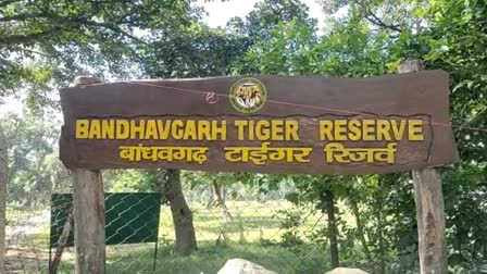 MP deaths of tigers