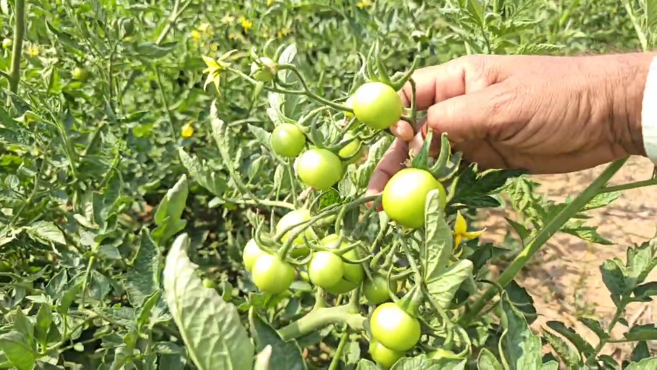 Tomato Farming in Nuh