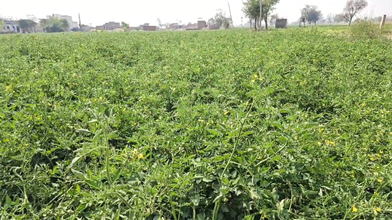 Tomato Farming in Nuh