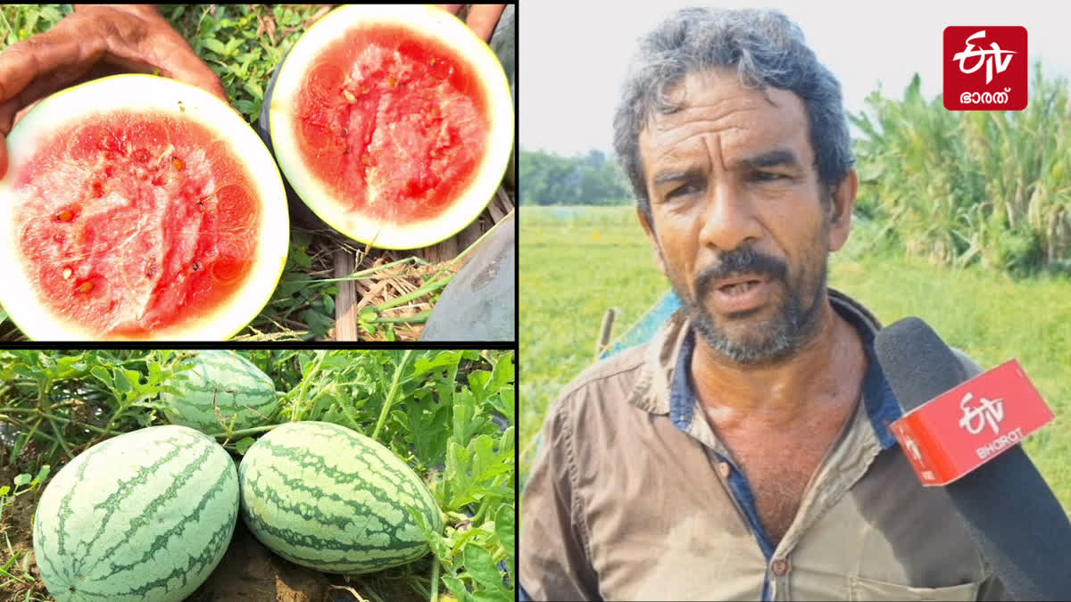 how to cultivate watermelon  kozhikkode native watermelon story  തണ്ണിമത്തൻ കൃഷി വിജയം  inspiration for watermelon farming