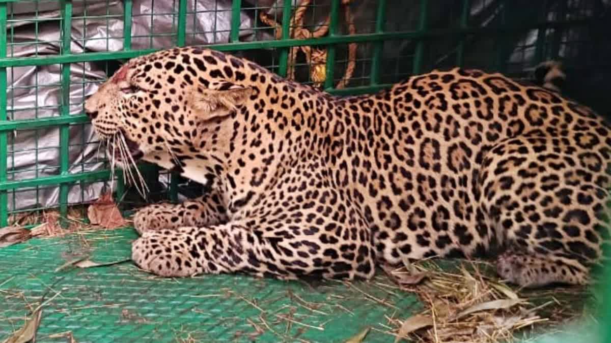 LEOPARD TRAPPED IN CAGE KOLLATHOOR  ANIMAL ATTACK KASARAGOD  LEOPARD ATTACK AT KASARAGOD  കാസർകോട് പുലി ശല്യം