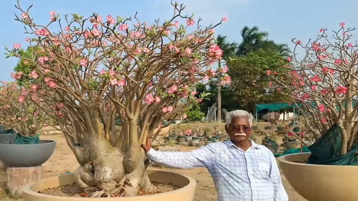 One Plant Costs Rs 12 Lakhs