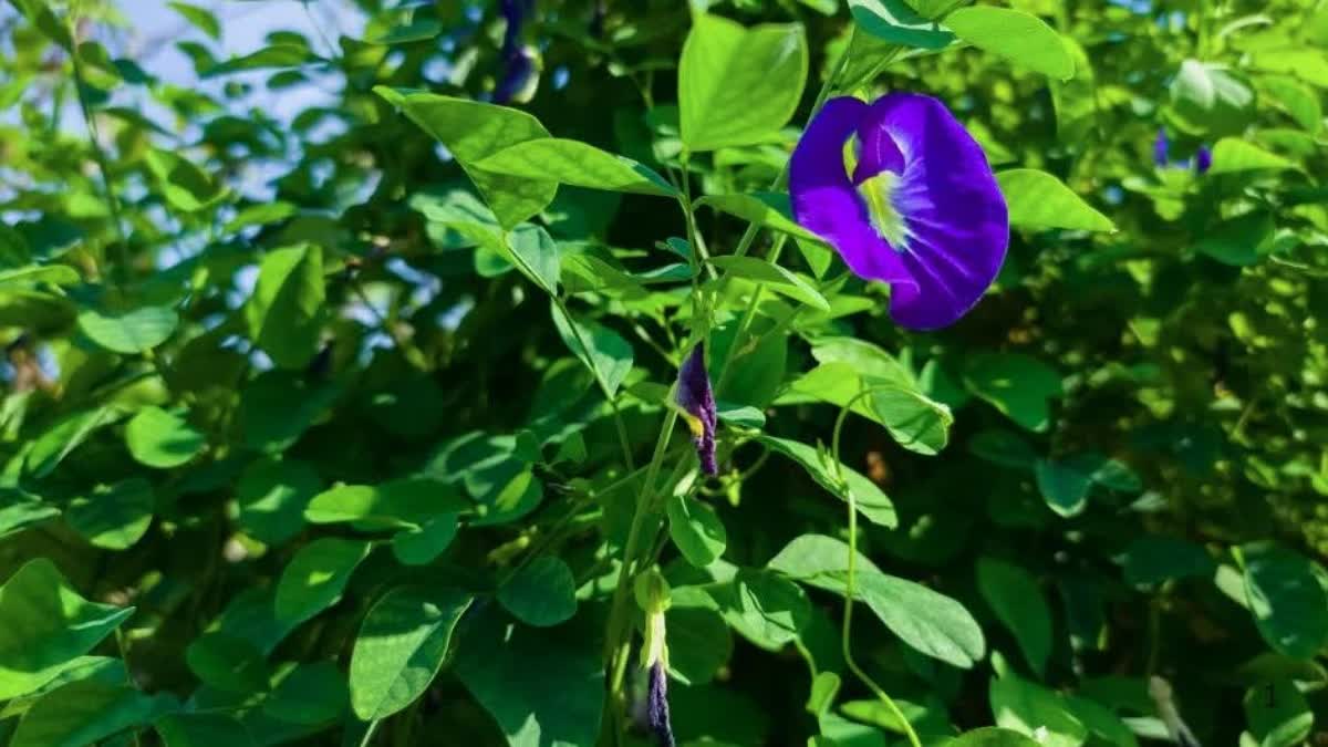 APARAJITA FLOWER USES