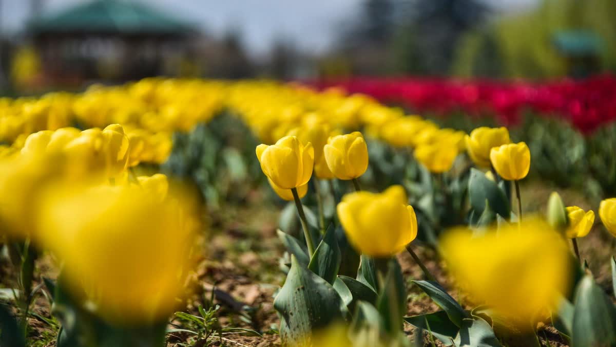 ASIA LARGEST TULIP GARDEN
