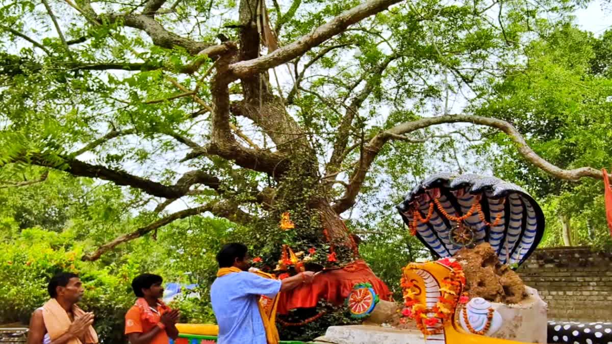ନିମ୍ବ ପତ୍ର ଲାଗୁଛି ମିଠା