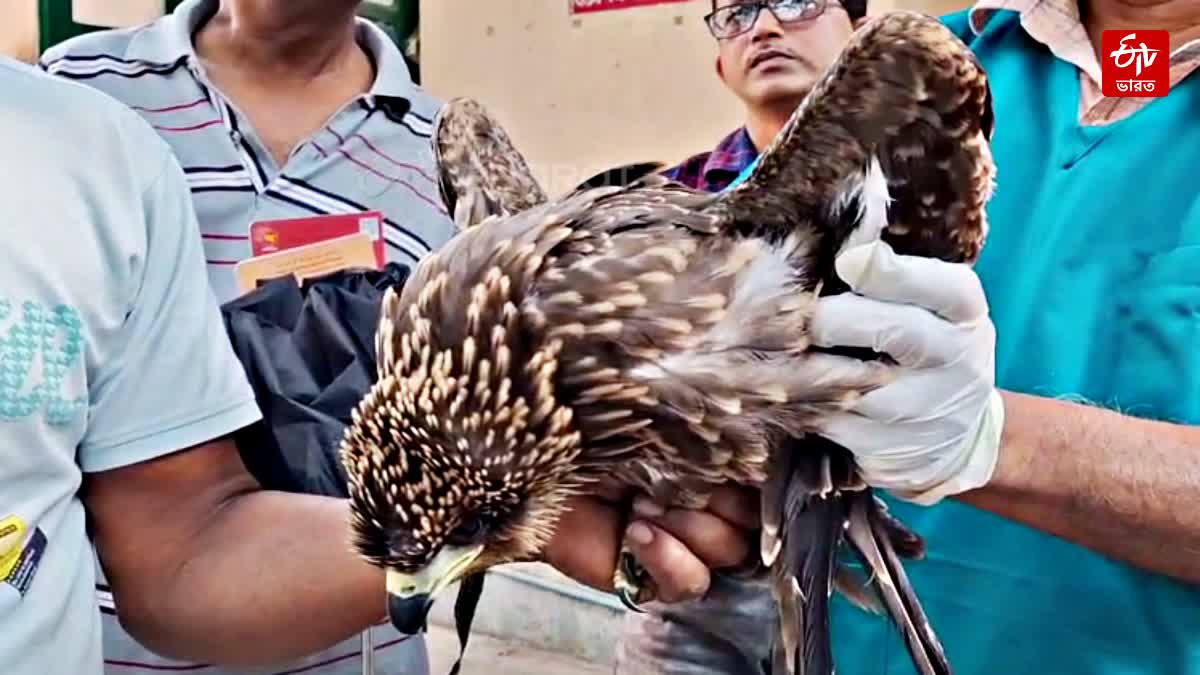 Endangered Golden Eagle Rescued in Chinsurah Hooghly