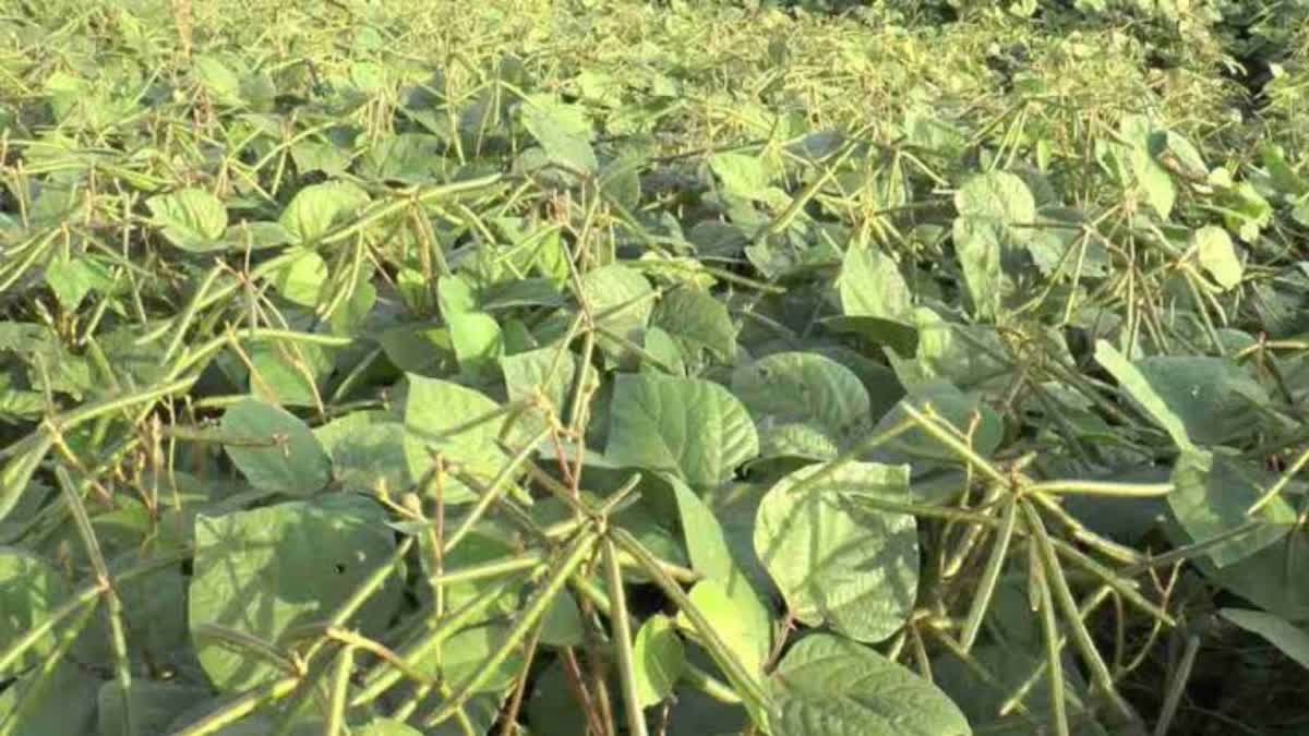 हरियाणा सरकार मूंग बीज पर दे रही है 75 प्रतिशत का अनुदान, जानें कैसे करें आवेदन Subsidy on cultivation of moong