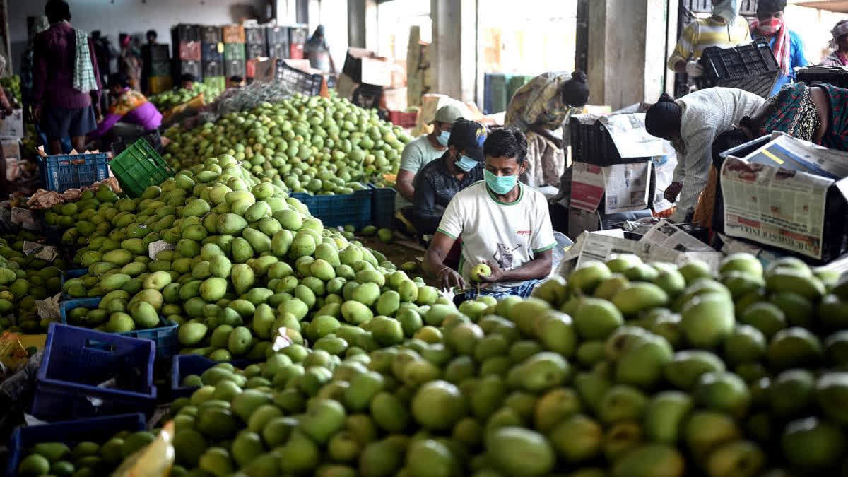 Gujarat's Saffron Mango Farmers Stare At Heavy Losses As Heatwave Leaves Orchards 'Fruitless'