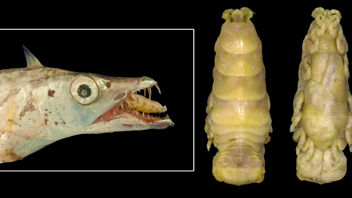 New Parasitic Isopod Species