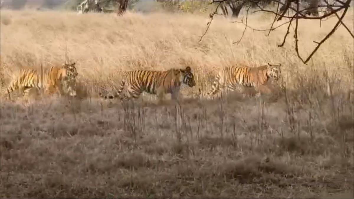 PANNA TIGER RESERVE