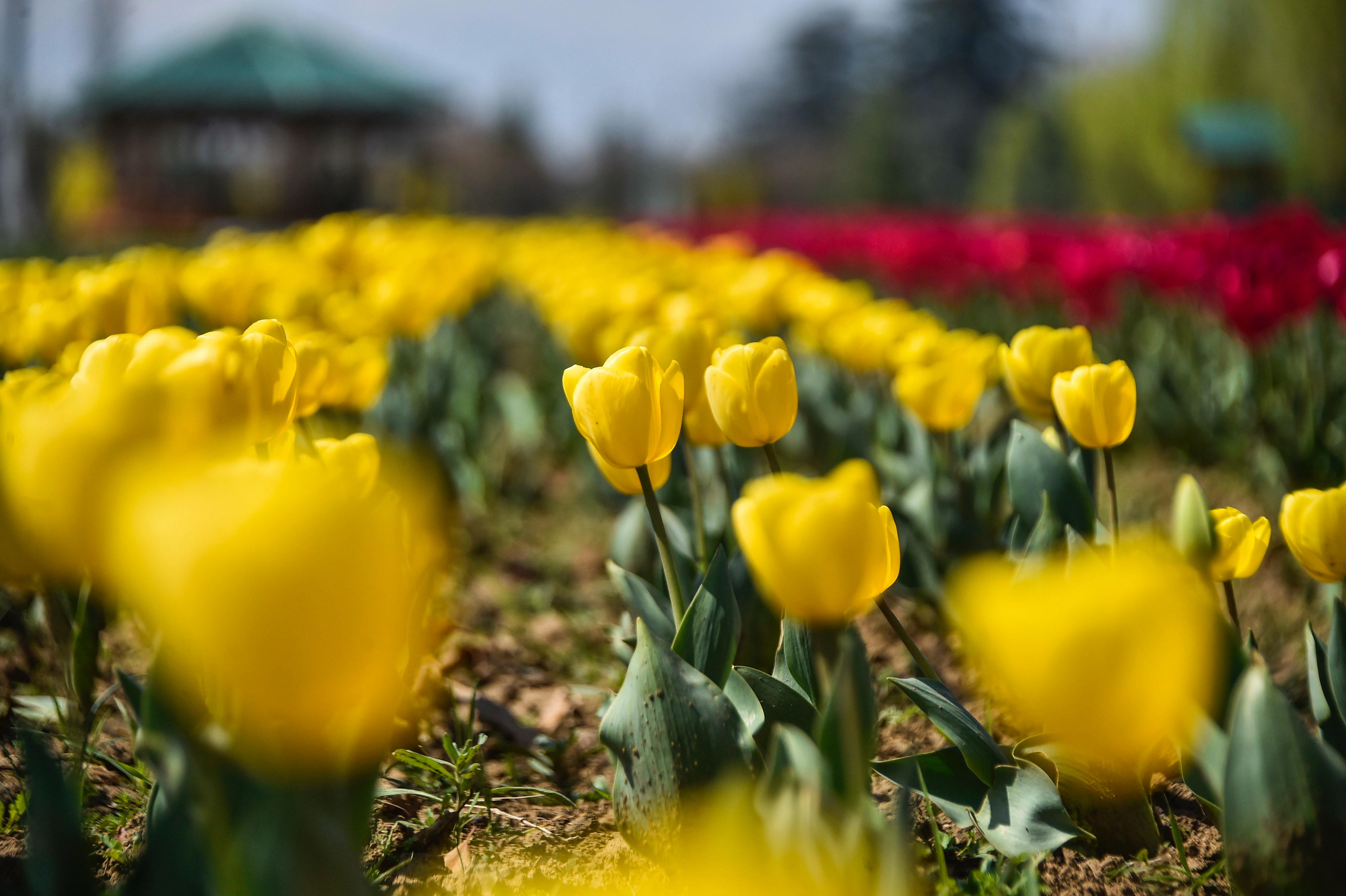 ASIAS LARGEST TULIP GARDEN