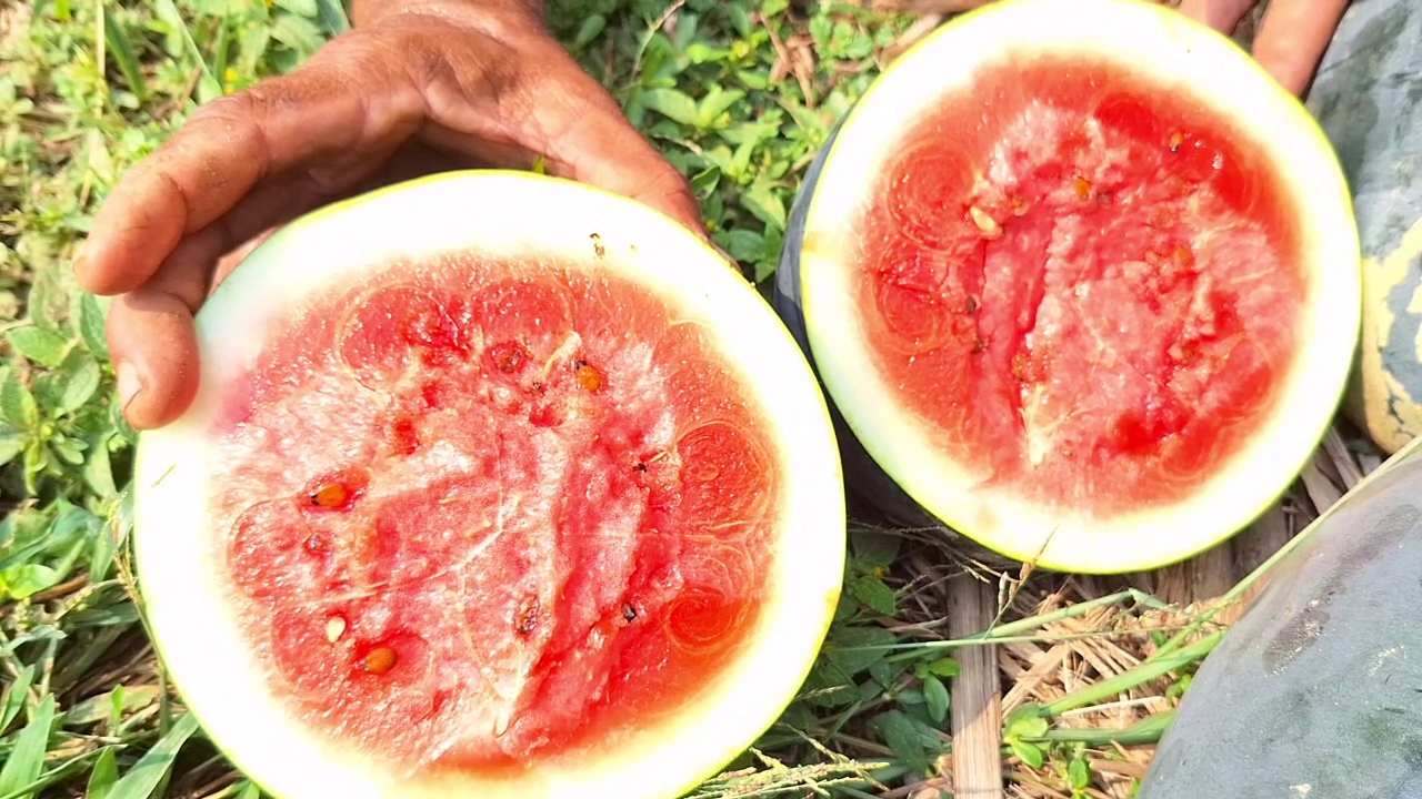 how to cultivate watermelon kozhikkode native watermelon story തണ്ണിമത്തൻ കൃഷി വിജയം inspiration for watermelon farming