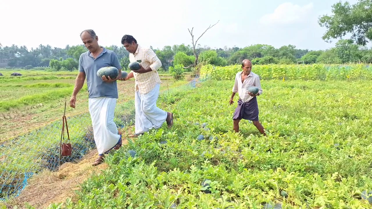 how to cultivate watermelon kozhikkode native watermelon story തണ്ണിമത്തൻ കൃഷി വിജയം inspiration for watermelon farming