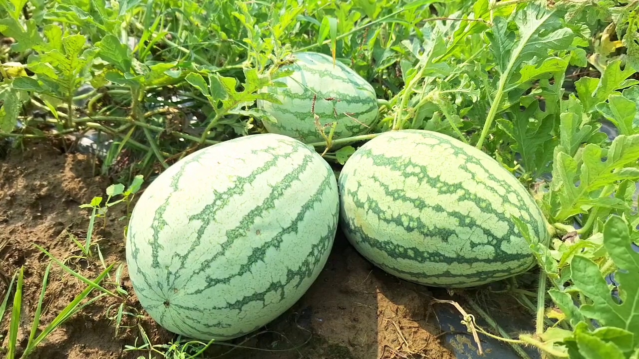 how to cultivate watermelon kozhikkode native watermelon story തണ്ണിമത്തൻ കൃഷി വിജയം inspiration for watermelon farming