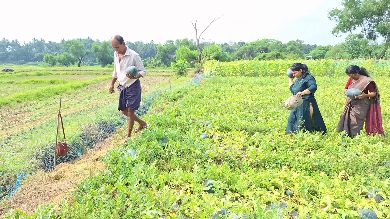 how to cultivate watermelon kozhikkode native watermelon story തണ്ണിമത്തൻ കൃഷി വിജയം inspiration for watermelon farming