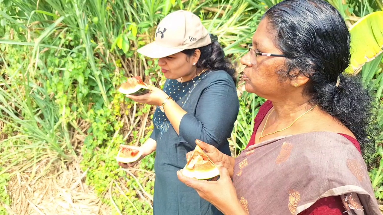 how to cultivate watermelon kozhikkode native watermelon story തണ്ണിമത്തൻ കൃഷി വിജയം inspiration for watermelon farming
