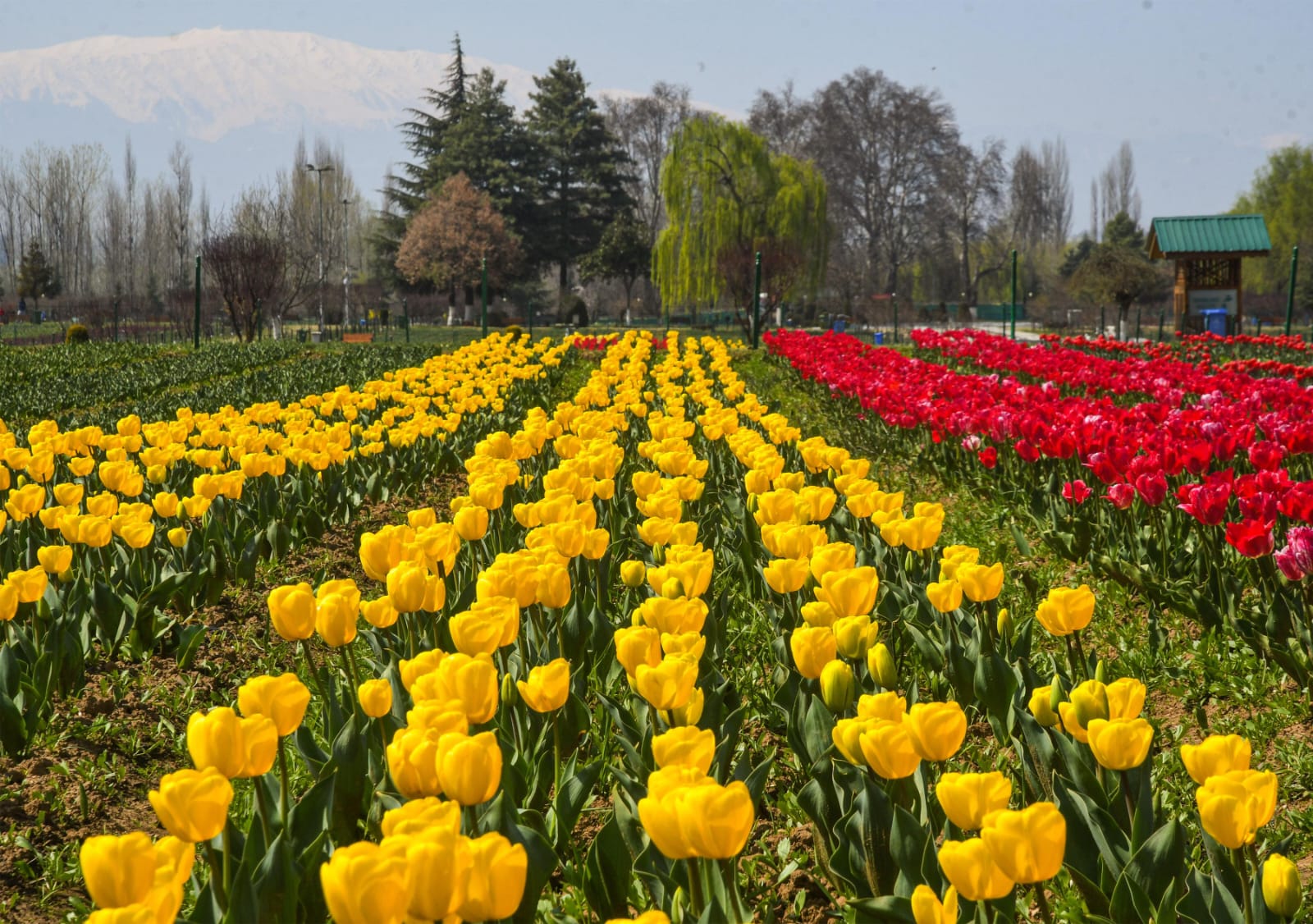ASIAS LARGEST TULIP GARDEN